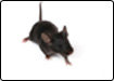 Plus d'informations sur le rat noir