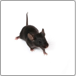 image d'un rat