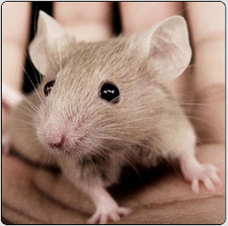 image d'une souris