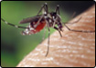 Plus d'informations sur les moustiques