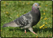 Plus d'informations sur le pigeon biset