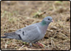 Plus d'informations sur le pigeon colombin