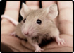 Plus d'informations sur la souris