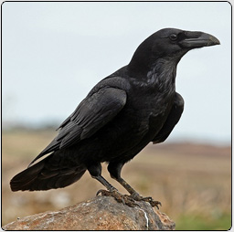 image d'un corbeau