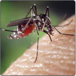 image d'un moustique