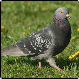 image d'un pigeon biset