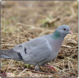 image d'un pigeon colombin