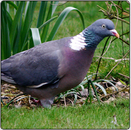 image d'un pigeon ramier